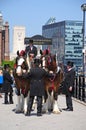 Shire Horses and handlers, Liverpool.