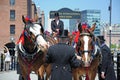 Shire Horses and handlers, Liverpool.