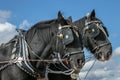 Shire horses heads at show