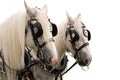 Shire Horses Isolated