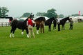 Heavy Shire Horses Royalty Free Stock Photo