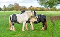 Shire horses on Minchinhampton Common; The Cotswolds; G