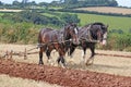 Shire Horses ploughing