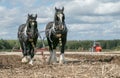 Shire horses ploughing at show