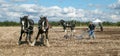 Shire horses ploughing at show
