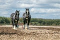 Shire horses at show