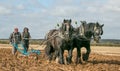 Shire horses at show