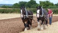 Shire Horses at a Working Day Country Show in England