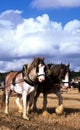 Shirehorse,s. Royalty Free Stock Photo