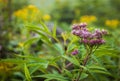 Shiretoko Forest Wildflowers Royalty Free Stock Photo