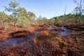 Shirkovets swamp in autumn colors