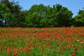 Shirley Poppies in Showa kinen Park