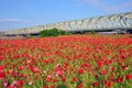 Shirley Poppy garden and iron bridge Royalty Free Stock Photo