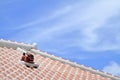 Shisa guardian from Kingdom of Ryukyu on the roof in Okinawa Royalty Free Stock Photo
