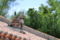 Shisa guardian from Kingdom of Ryukyu on the roof in Okinawa Royalty Free Stock Photo