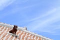 Shisa guardian from Kingdom of Ryukyu on the roof in Okinawa Royalty Free Stock Photo