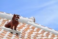 Shisa guardian from Kingdom of Ryukyu on the roof in Okinawa