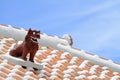 Shisa guardian from Kingdom of Ryukyu on the roof in Okinawa Royalty Free Stock Photo