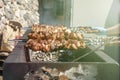 shish kebab on coals. street lighting. bright sunny day. have toning. close-up