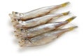 Shishamo, japanese smelt with roe Royalty Free Stock Photo