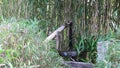 Shishi-odoshi (Japanese traditional deer-frightening device) in the Garden of Bamboo in Koko-en Gardens, Himeji, Japan