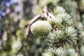 Shishkin branches. Green needles. Branches with cones Royalty Free Stock Photo