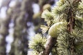 Shishkin branches. Green needles. Branches with cones Royalty Free Stock Photo