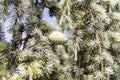 Shishkin branches. Green needles. Branches with cones Royalty Free Stock Photo