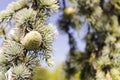 Shishkin branches. Green needles. Branches with cones Royalty Free Stock Photo