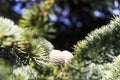 Shishkin branches. Green needles. Branches with cones Royalty Free Stock Photo