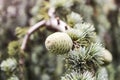 Shishkin branches. Green needles. Branches with cones Royalty Free Stock Photo