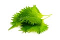 Shiso Royalty Free Stock Photo