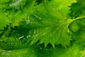 Shiso Royalty Free Stock Photo