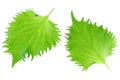 Shiso, Japanese Culinary Herb Royalty Free Stock Photo