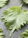 Shiso leaves Royalty Free Stock Photo