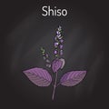 Shiso Perilla frutescens , spice and medicinal herb