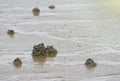 Shit form sand worm inside on a beach Royalty Free Stock Photo