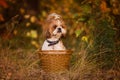 Cute puppy in a basket in the autumn forest Royalty Free Stock Photo