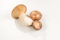 Shitake, eringi  tasty mushroom isolated on white background Royalty Free Stock Photo