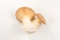 Shitake, eringi  tasty mushroom isolated on white background Royalty Free Stock Photo