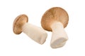 Shitake, eringi  tasty mushroom isolated on white background Royalty Free Stock Photo
