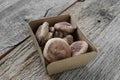 Shitake Mushroom in Cardboard Packaging