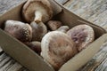 Shitake Mushroom in Cardboard Packaging