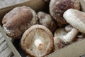 Shitake Mushroom in Cardboard Packaging