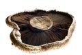 Shitake mushroom closeup with selective focus