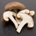 Shitake Mushrooms Royalty Free Stock Photo