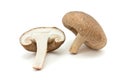 Shitake Mushrooms Royalty Free Stock Photo