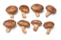 Shitake mushrooms Royalty Free Stock Photo