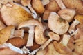 Shitake real forest tree mushrooms macro background