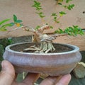shito sancang bonsai Royalty Free Stock Photo